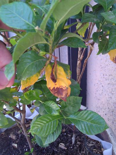[Foto de planta, jardin, jardineria]