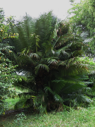 [Foto de planta, jardin, jardineria]