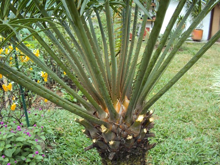 [Foto de planta, jardin, jardineria]