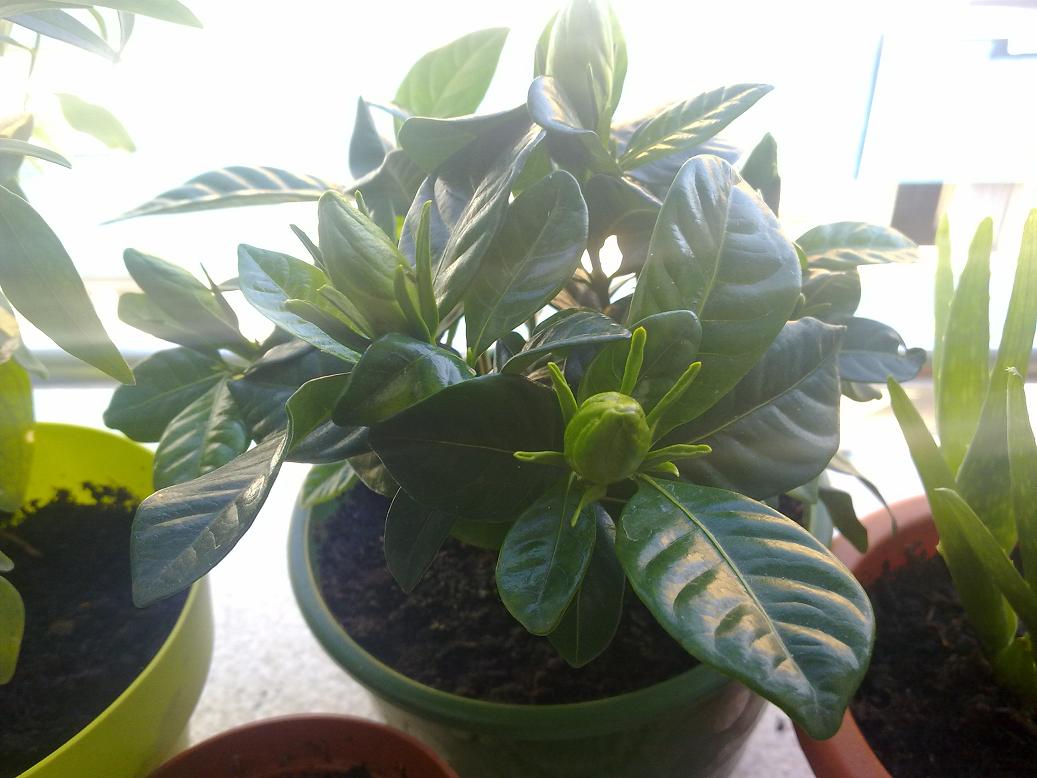 [Foto de planta, jardin, jardineria]