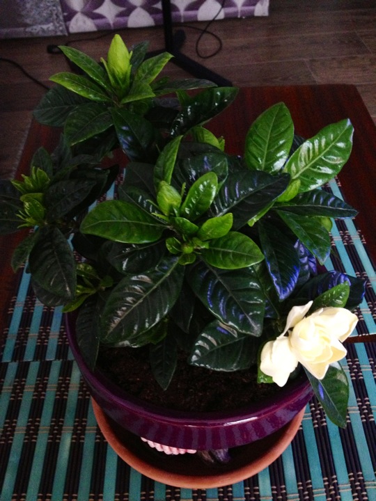 [Foto de planta, jardin, jardineria]