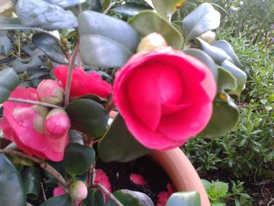 [Foto de planta, jardin, jardineria]