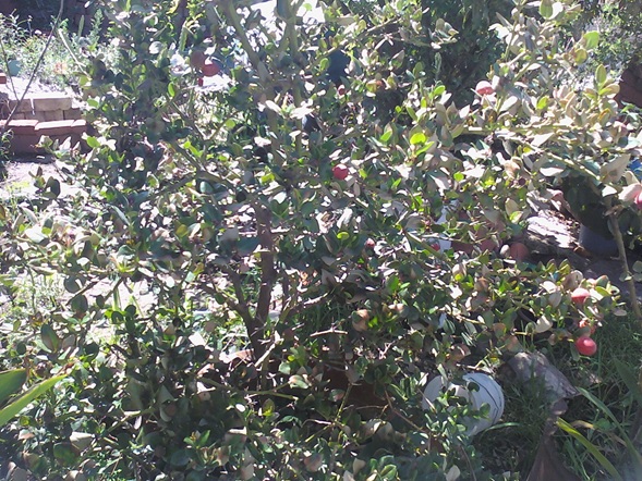 [Foto de planta, jardin, jardineria]