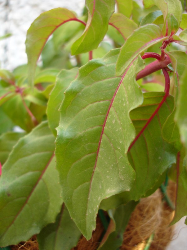 [Foto de planta, jardin, jardineria]