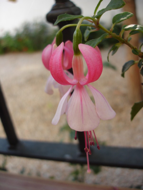 [Foto de planta, jardin, jardineria]