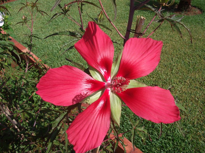 [Foto de planta, jardin, jardineria]