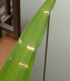 [Foto de planta, jardin, jardineria]