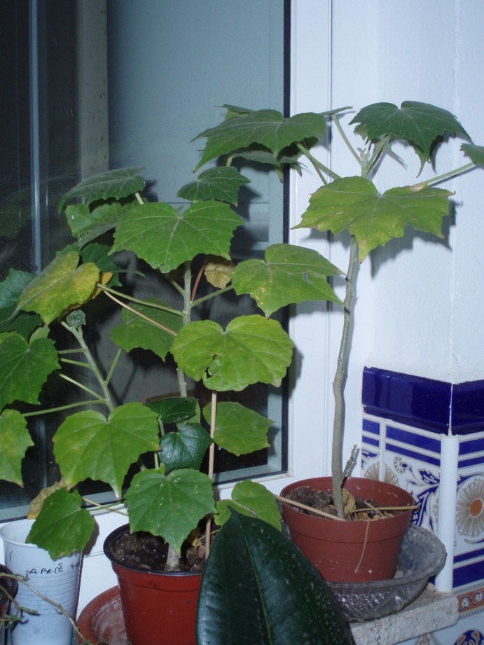 [Foto de planta, jardin, jardineria]