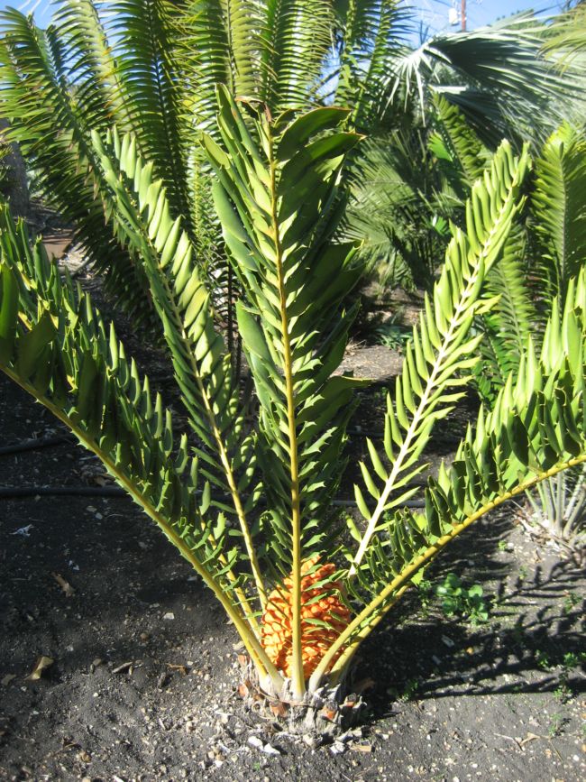 [Foto de planta, jardin, jardineria]