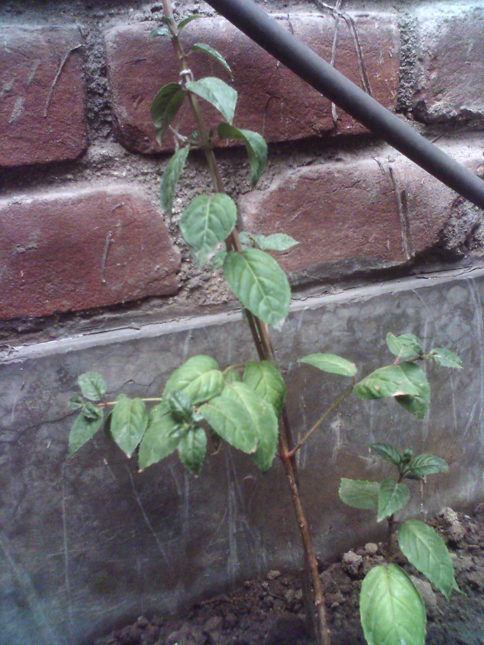 [Foto de planta, jardin, jardineria]