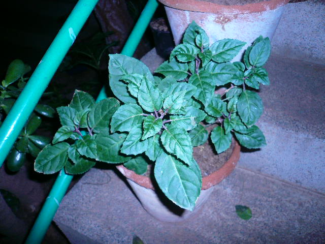 [Foto de planta, jardin, jardineria]