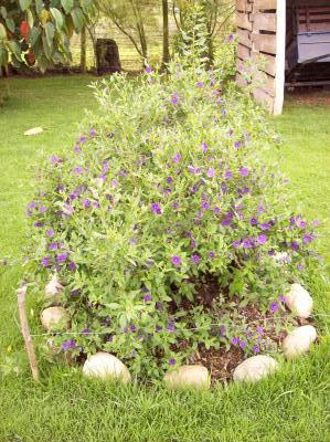 [Foto de planta, jardin, jardineria]