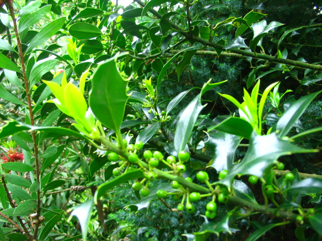 [Foto de planta, jardin, jardineria]