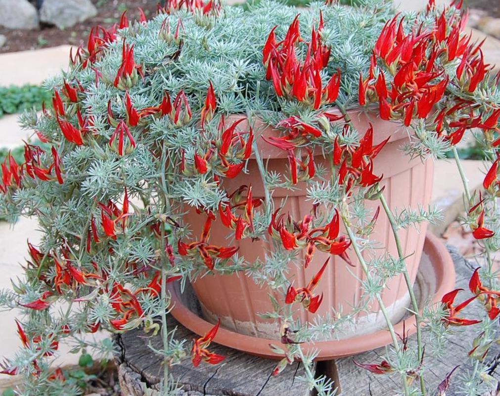 [Foto de planta, jardin, jardineria]