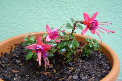 [Foto de planta, jardin, jardineria]