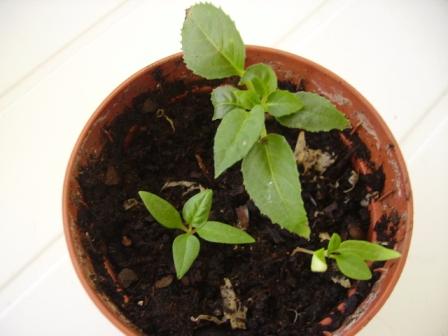 [Foto de planta, jardin, jardineria]