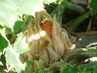 [Foto de planta, jardin, jardineria]