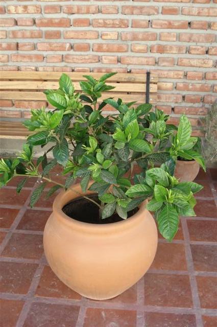 [Foto de planta, jardin, jardineria]