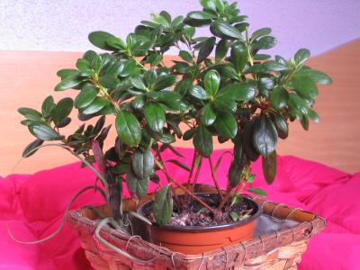 [Foto de planta, jardin, jardineria]
