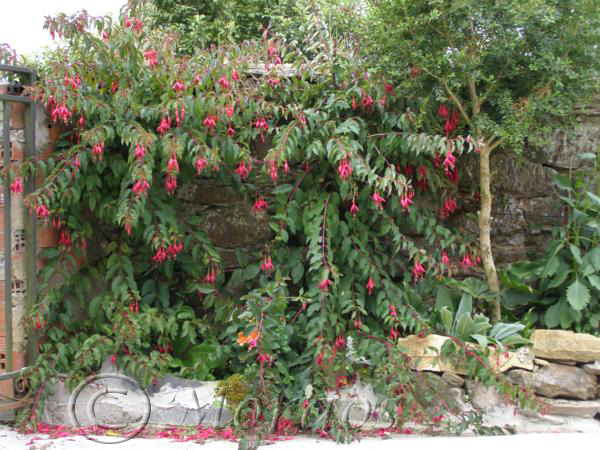 [Foto de planta, jardin, jardineria]