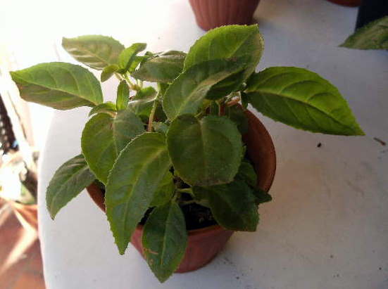 [Foto de planta, jardin, jardineria]