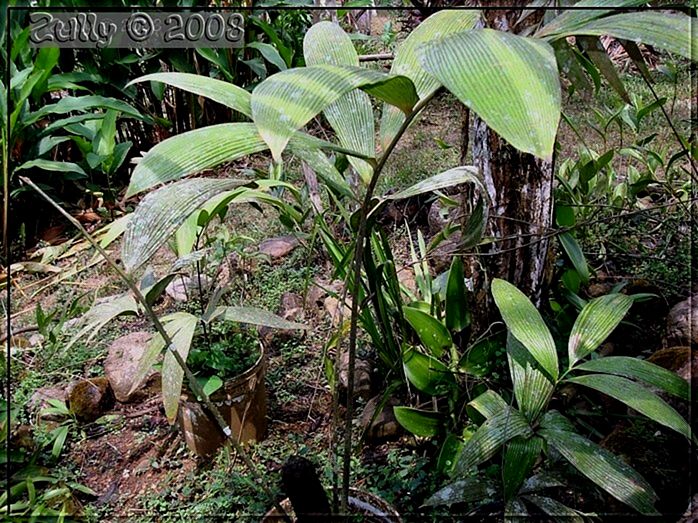 [Foto de planta, jardin, jardineria]