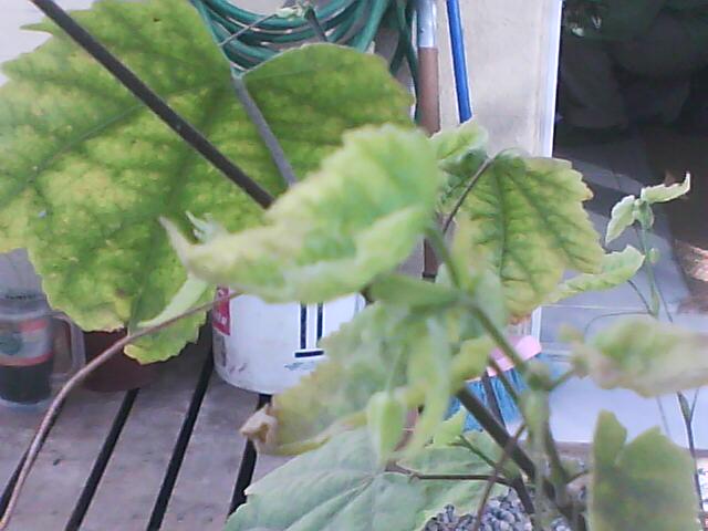 [Foto de planta, jardin, jardineria]