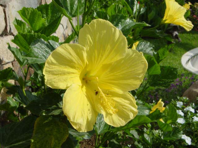 [Foto de planta, jardin, jardineria]