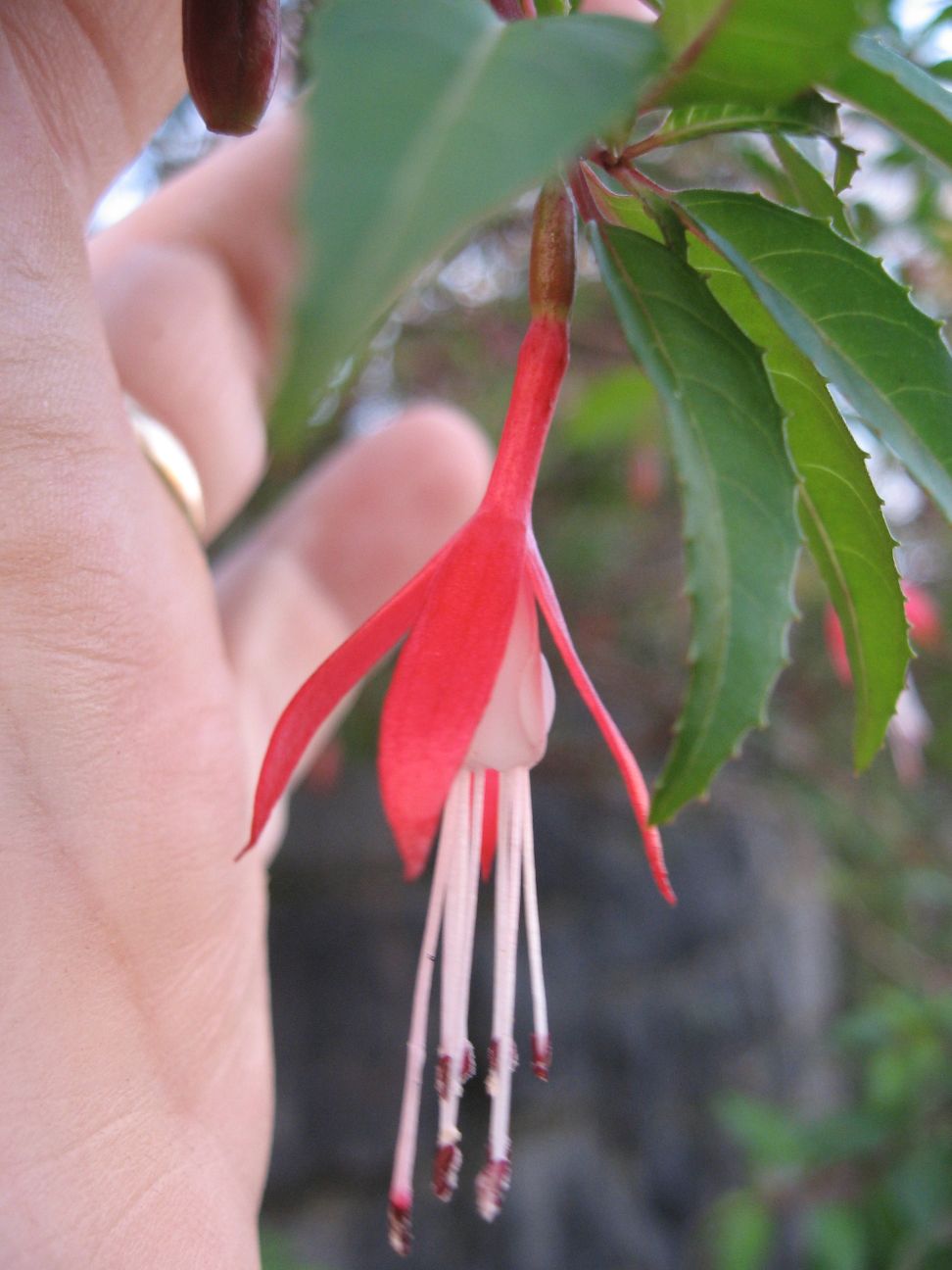 [Foto de planta, jardin, jardineria]