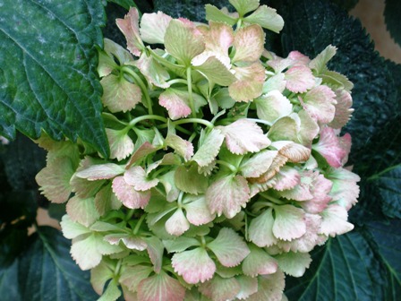 Color de la flor de hortensia y cómo cambiarlo