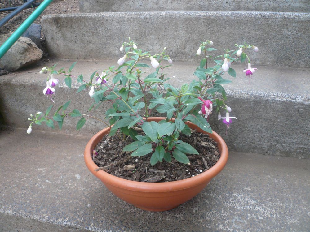 [Foto de planta, jardin, jardineria]