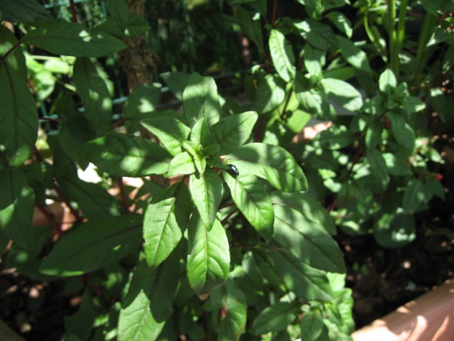 [Foto de planta, jardin, jardineria]