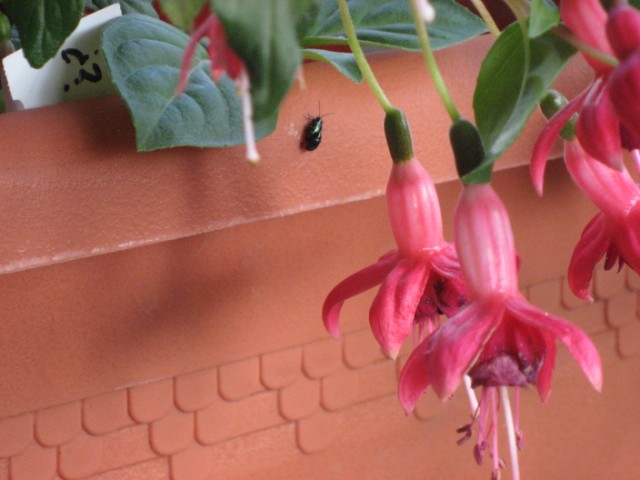 [Foto de planta, jardin, jardineria]