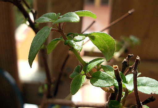 [Foto de planta, jardin, jardineria]