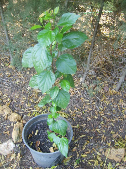 [Foto de planta, jardin, jardineria]