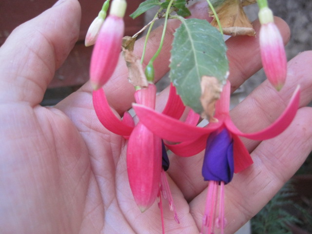 [Foto de planta, jardin, jardineria]