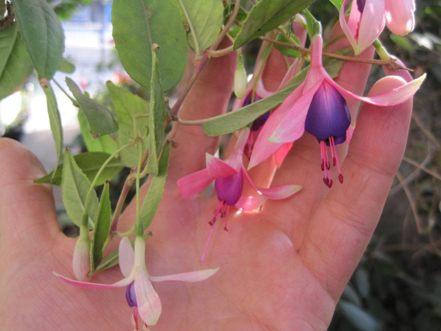 [Foto de planta, jardin, jardineria]