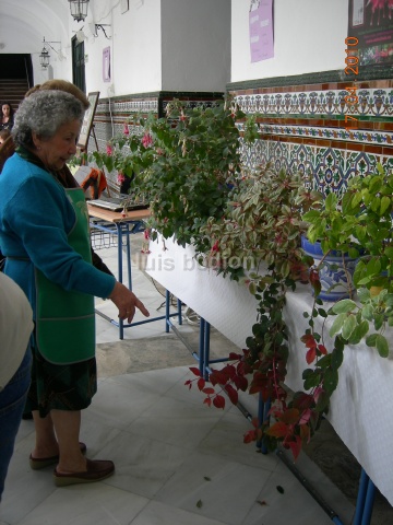 [Foto de planta, jardin, jardineria]