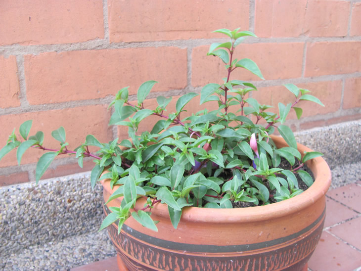 [Foto de planta, jardin, jardineria]