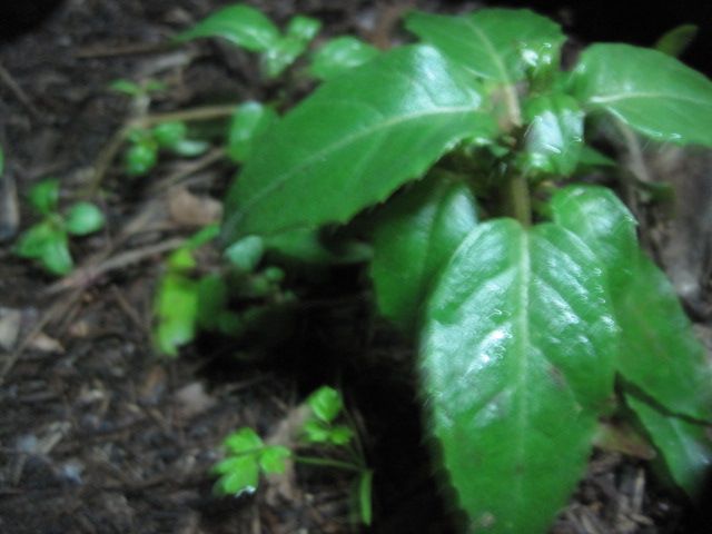 [Foto de planta, jardin, jardineria]