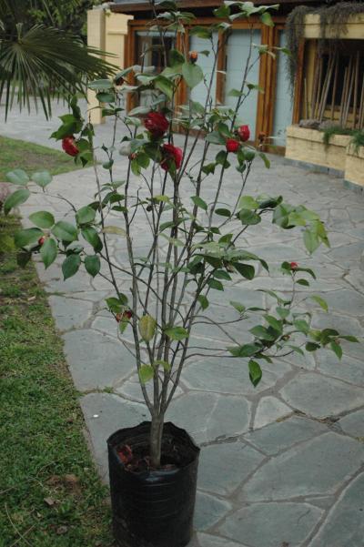 [Foto de planta, jardin, jardineria]