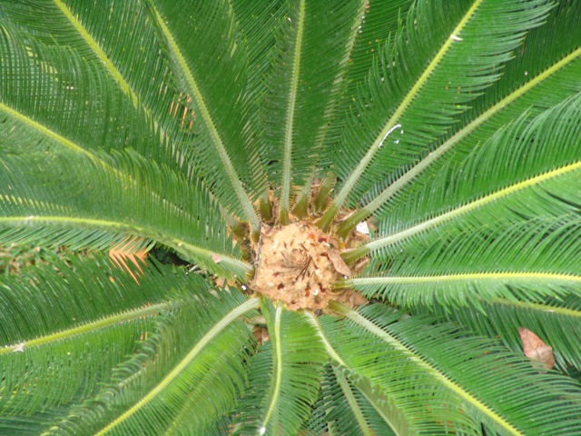 [Foto de planta, jardin, jardineria]