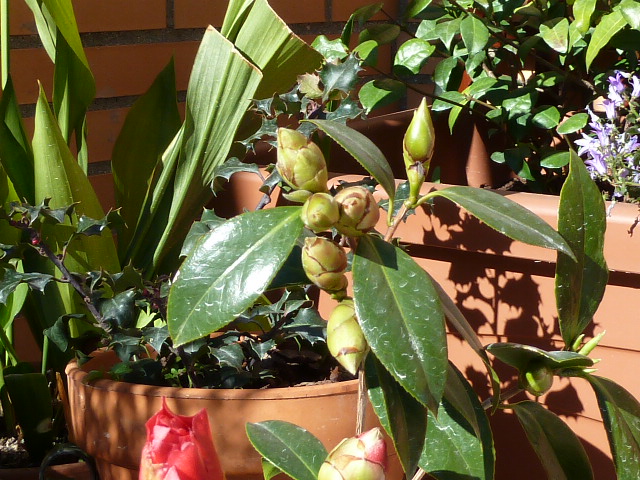 [Foto de planta, jardin, jardineria]