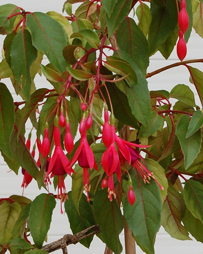 [Foto de planta, jardin, jardineria]