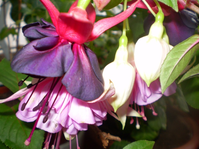 [Foto de planta, jardin, jardineria]