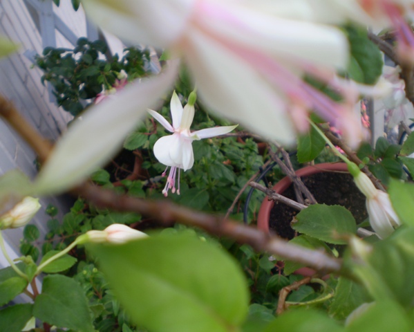 [Foto de planta, jardin, jardineria]