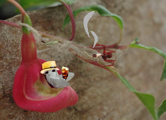 [Foto de planta, jardin, jardineria]