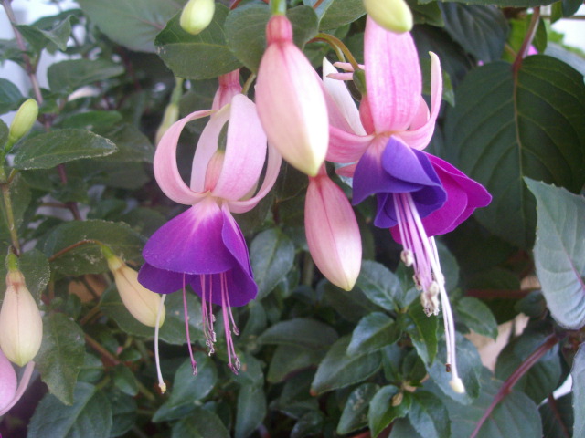 [Foto de planta, jardin, jardineria]