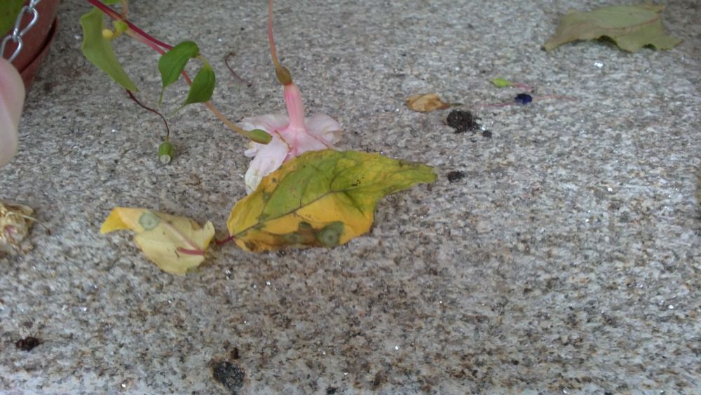 [Foto de planta, jardin, jardineria]