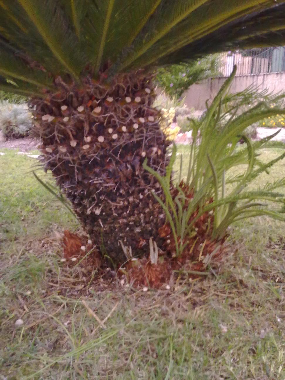 [Foto de planta, jardin, jardineria]